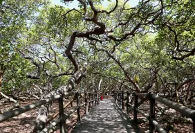 Imagem #8 do Pacote  Natal + City tour com Camurupim + Praia de Pipa + Genipabu