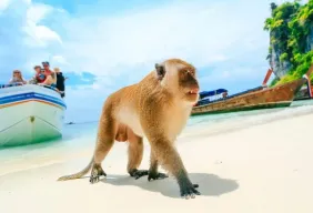 Imagem #3 do Pacote Tailândia : Phi Phi Phuket- Roteiro Básico