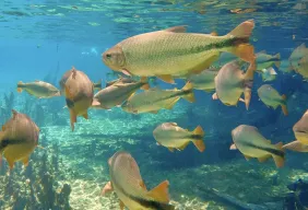 Imagem #6 do Pacote  Bonito + Passeio a Gruta Catedral