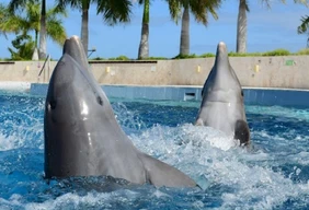 Imagem #2 do Pacote Réveillon em Punta Cana All Inclusive