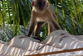 Imagem #3 do Pacote Natal em São Luís + Lençóis Maranhenses + Circuito Rio Preguiças 