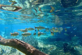 Imagem #1 do Pacote  Bonito + Passeio a Gruta Catedral