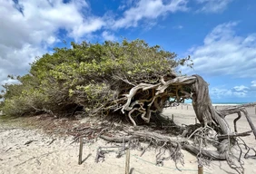 Imagem #5 do Pacote Férias de Janeiro em Jericoacoara 