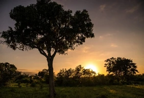 Imagem #5 do Pacote  Africa do sul - sonho sul africano (kruger e pilanesberg), 09 dias e 08 noites