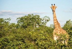 Imagem #2 do Pacote  Africa do sul - sonho sul africano (kruger e pilanesberg), 09 dias e 08 noites