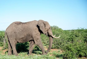 Imagem #6 do Pacote  Africa do sul - sonho sul africano (kruger e pilanesberg), 09 dias e 08 noites