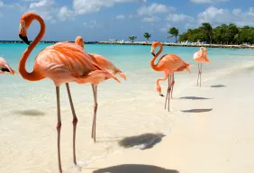 Imagem #2 do Pacote  Aruba + City Tour 