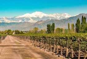 Imagem #1 do Pacote   Mendoza + Vinícolas & Azeiteiras + Passeio a Alta Montanha + City Tour