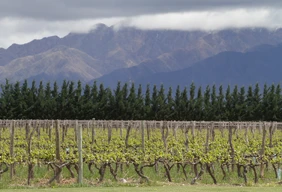 Imagem #8 do Pacote Férias de Janeiro em Mendoza + Vinícolas & Azeiteiras + Passeio a Alta Montanha