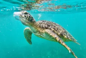 Imagem #3 do Pacote Férias de Julho em Fernando de Noronha + Caminhada Histórica