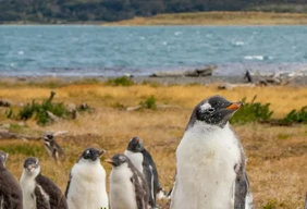 Imagem #2 do Pacote Férias de Janeiro em Ushuaia + Trem do fim do Mundo e Parque Nacional com ingresso 