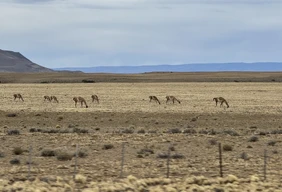 Imagem #10 do Pacote Férias de Janeiro em El Calafate + Perito Moreno + Ushuaia + Trem do fim do Mundo com entrada e Parque Nacional  