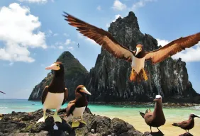 Imagem #4 do Pacote Natal em Fernando de Noronha + Caminhada Histórica  (Cópia)