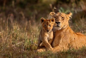 Imagem #1 do Pacote Grupo com coordenador - África do Sul 2027 – Joanesburgo, Parque Kruger & Cidade do Cabo 