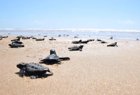 Imagem #5 do Pacote Férias de julho em Aracaju com City Tour  