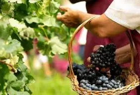 Imagem #1 do Pacote Vindima + Filó Italiano em Antonio Prado