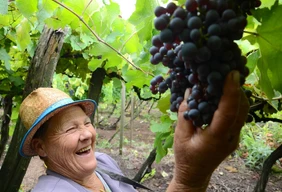 Imagem #2 do Pacote Vindima + Filó Italiano em Antonio Prado