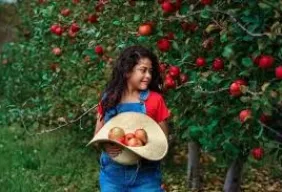 Imagem #1 do Pacote Colheita da Maçã + visita á vinícola em São Joaquim