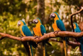 Imagem #6 do Pacote Foz do Iguaçu Especial de Páscoa