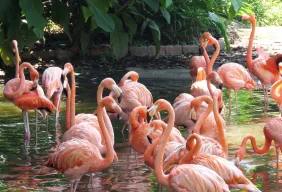 Imagem #8 do Pacote Foz do Iguaçu Especial Ferias de Julho