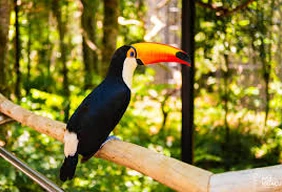 Imagem #1 do Pacote Foz do Iguaçú Especial De Fim de Ano