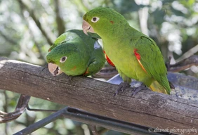 Imagem #8 do Pacote Foz do iguaçu - Cataratas + Compras Paraguai