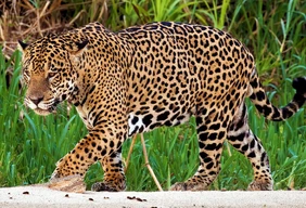 Imagem #1 do Pacote Expedição Pantaneira: De Bonito ao Pantanal