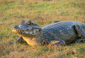 Imagem #2 do Pacote Expedição Pantaneira: De Bonito ao Pantanal