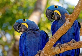 Imagem #5 do Pacote Expedição Pantaneira: De Bonito ao Pantanal