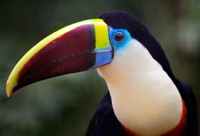 Imagem #8 do Pacote Foz do iguaçu - Cataratas + Compras Paraguai