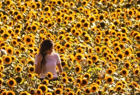 Imagem #1 do Pacote Festa das Flores de Holambra