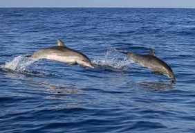 Imagem #2 do Pacote Ilha do Mel - Bate e Volta