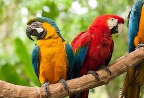 Imagem #2 do Pacote Foz do Iguaçú Especial Férias de Janeiro