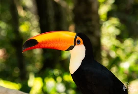 Imagem #3 do Pacote Foz do Iguaçu - Especial de Páscoa