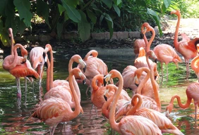 Imagem #4 do Pacote Foz do Iguaçu + Compras no Paraguai