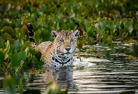 Imagem #1 do Pacote Pantanal