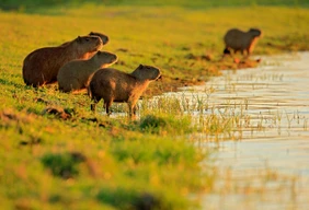 Imagem #2 do Pacote Pantanal