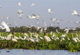 Imagem #3 do Pacote Pantanal