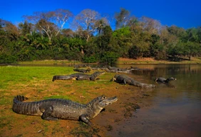 Imagem #4 do Pacote Pantanal