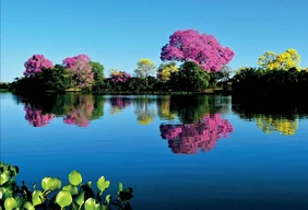 Imagem #5 do Pacote Pantanal