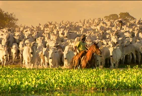 Imagem #6 do Pacote Pantanal