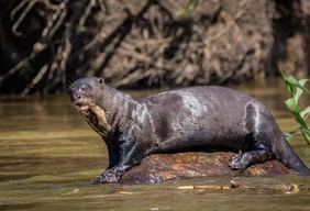 Imagem #7 do Pacote Pantanal