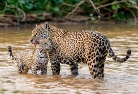 Imagem #8 do Pacote Pantanal