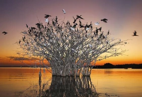 Imagem #9 do Pacote Pantanal