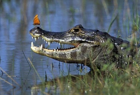 Imagem #10 do Pacote Pantanal