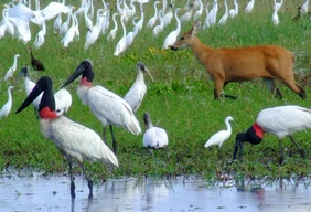 Imagem #11 do Pacote Pantanal