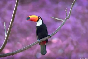 Imagem #12 do Pacote Pantanal