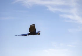 Imagem #13 do Pacote Pantanal