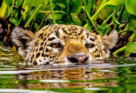 Imagem #15 do Pacote Pantanal