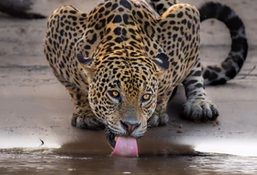 Imagem #17 do Pacote Pantanal